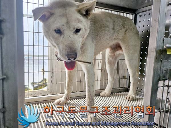 한국동물구조관리협회_441414202400381